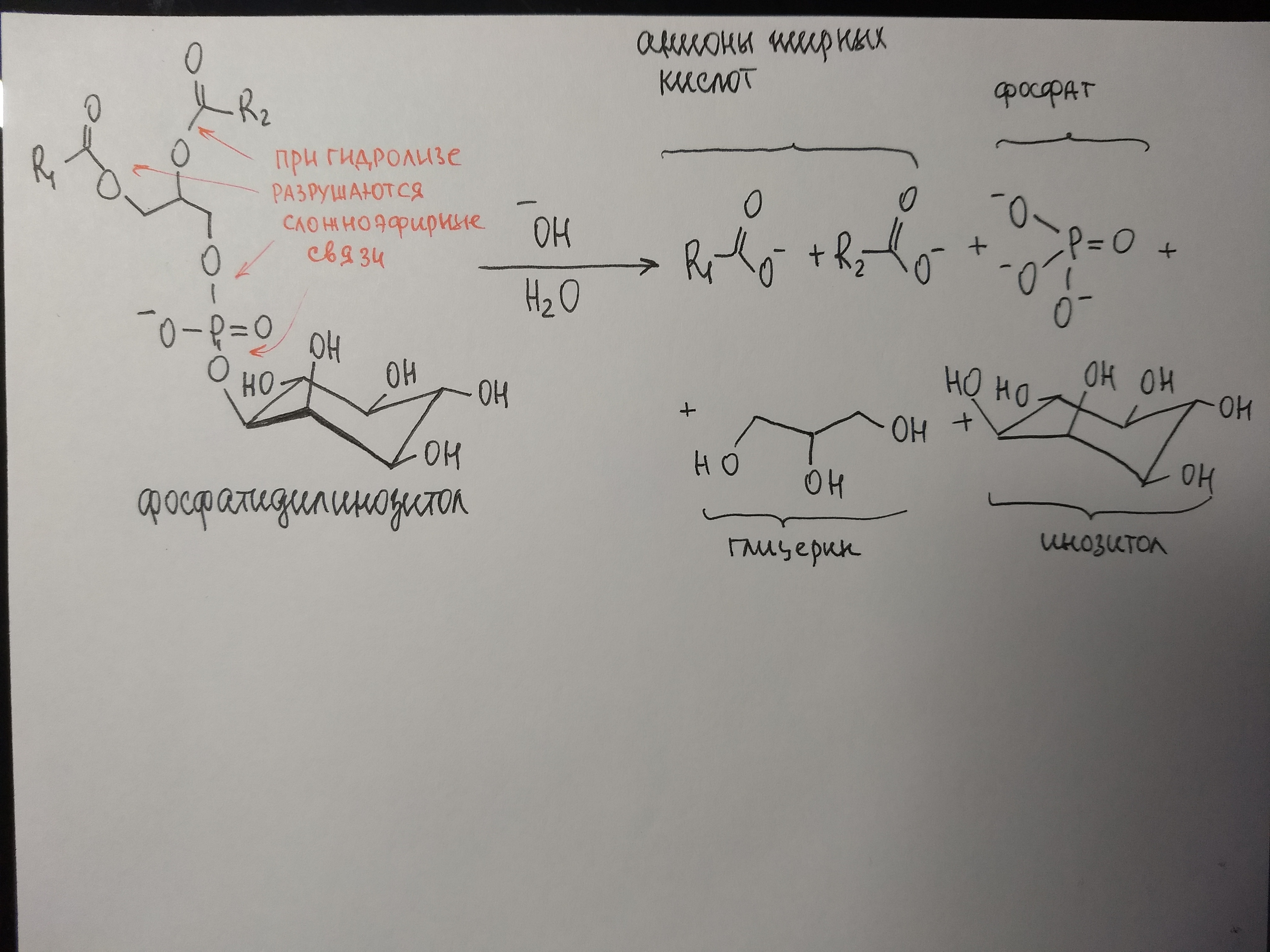 Гидролиз дисахаридов, уравнения и примеры